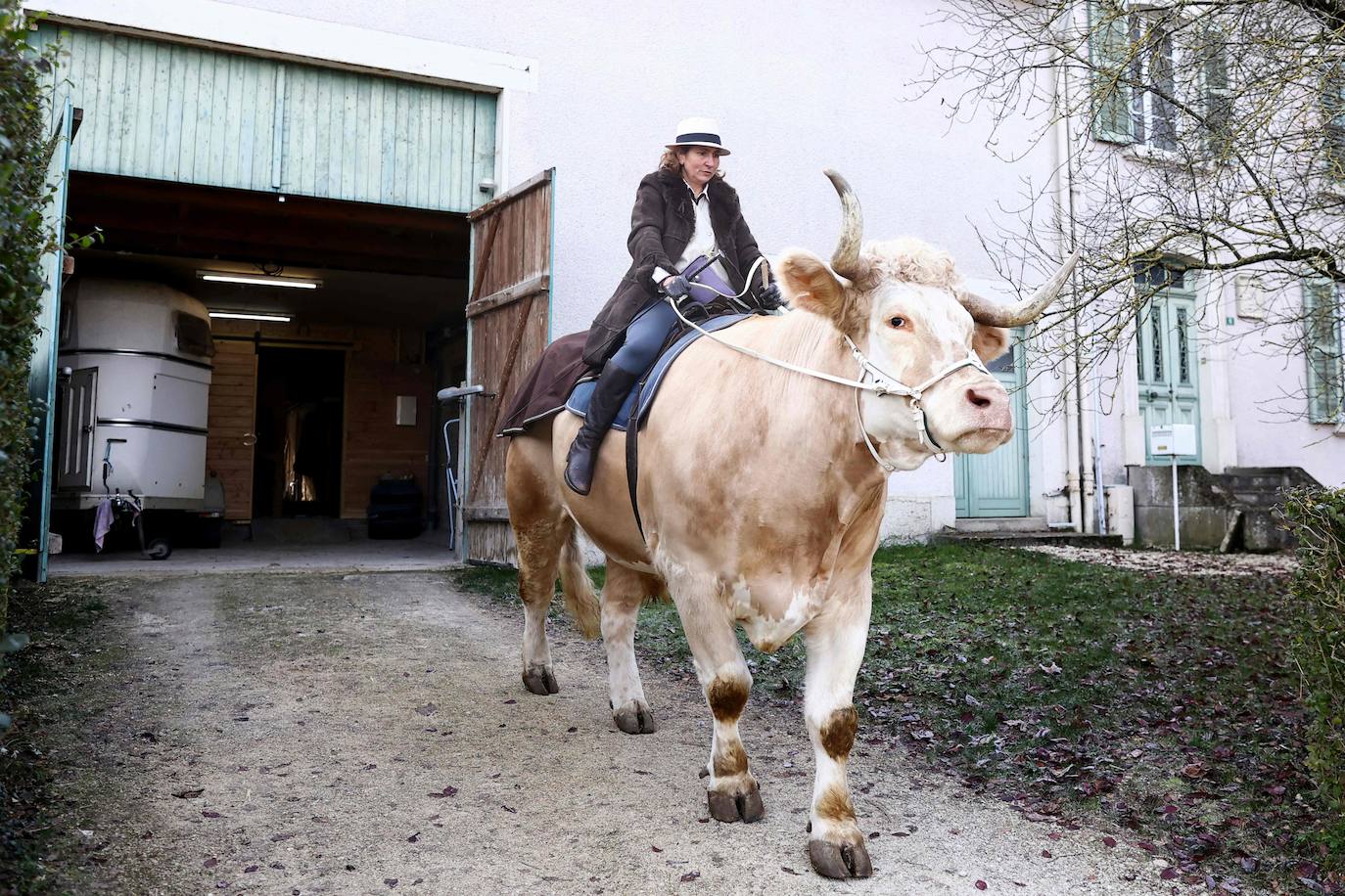 El toro que se cree caballo