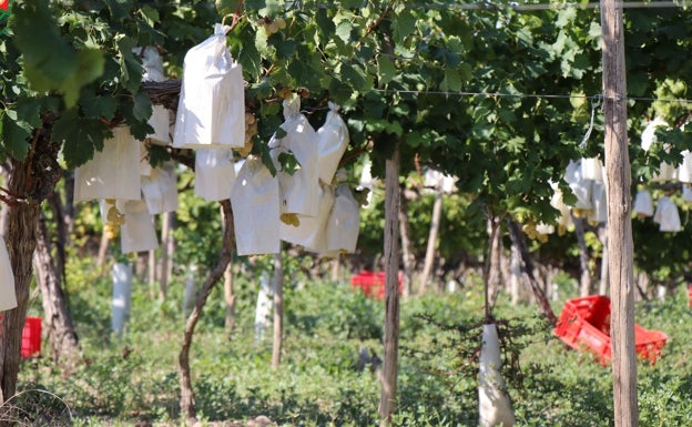 Las uvas del Vinalopó repartirán suerte en fin de año