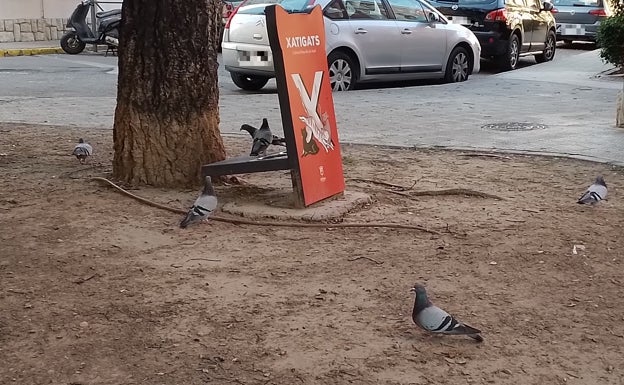 El PP de Xàtiva denuncia que el Ayuntamiento ha desoído el ofrecimiento de los colombicultores para acabar con la plaga de palomas