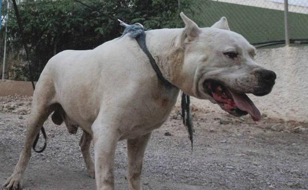 Dos perros dogos argentinos atacan a su dueño y a una vecina en Náquera