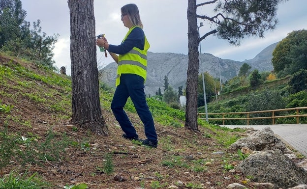 Endoterapia vegetal para acabar con la procesionaria del pino