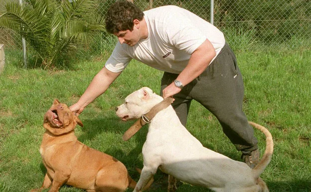 La raza de perros que atacaron a su dueño en Náquera dejará de ser peligrosa con la nueva ley