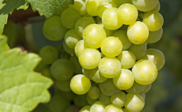 ¿Por qué se toman 12 uvas en Nochevieja?