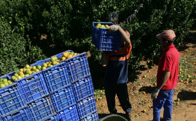 La producción de naranjas cae un 15% por el mal tiempo