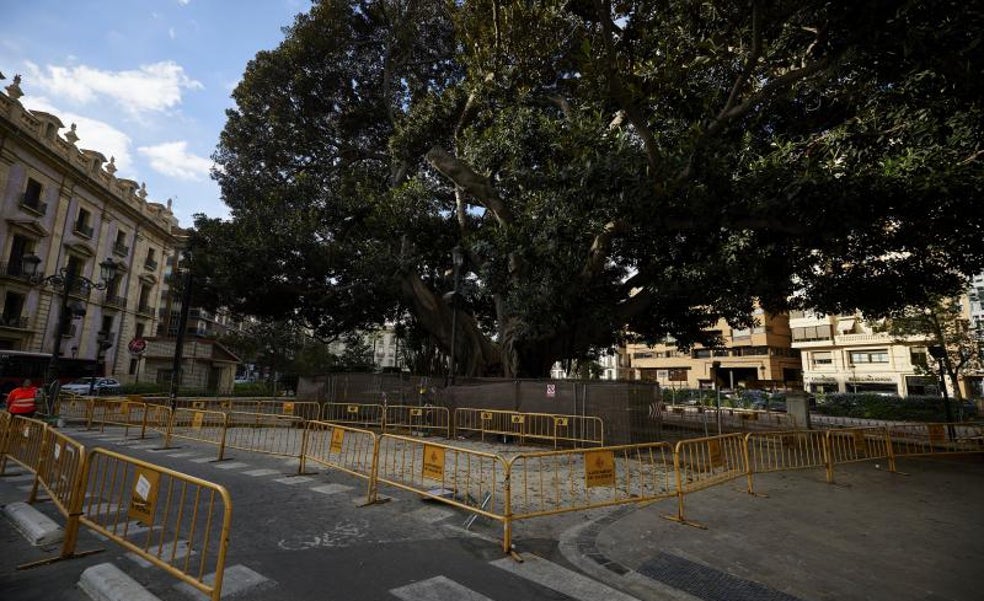Herida una niña de 6 años al atraparle un pie las raíces de un ficus de la Glorieta