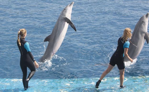 L'Oceanogràfic expresa su «máxima preocupación» por el efecto sobre los animales del disparo de los castillos de Fallas