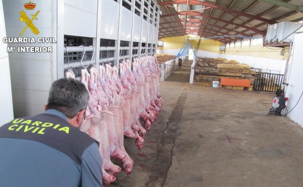 La Guardia Civil desmantela un matadero ilegal de corderos en una nave de Rafelbunyol