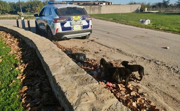 Siete cachorros abandonados en una caja de cartón buscan casa de acogida