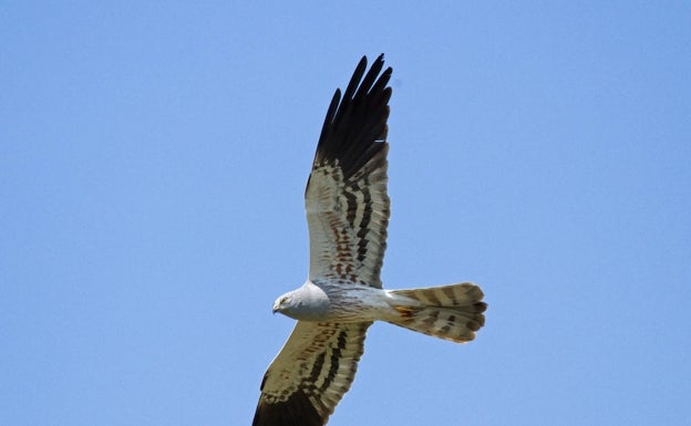 El aguilucho cenizo, elegida ave del año 2023 por SEO/Birdlife