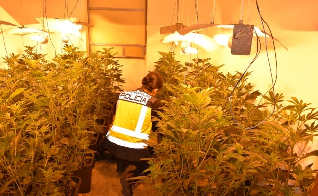 Tres detenidos por cultivar más de 130 plantas de marihuana en Gandia con luz robada