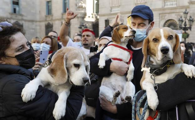 Los dueños de perros deberán contratar un seguro con la nueva ley