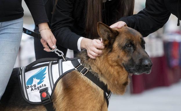 Cuánto cuesta un seguro para perros