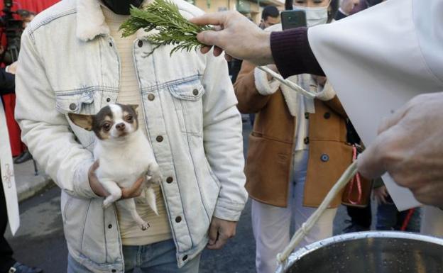 Sant Antoni toma las calles de Valencia: horario y recorrido de la bendición de los animales en 2023