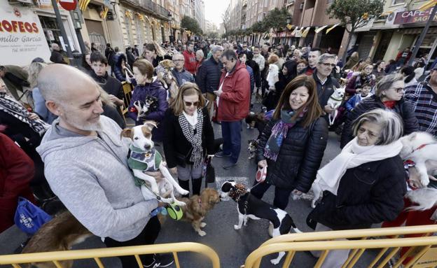 Un dragón barbudo, cobayas, gatos, perros y hurones desfilan en la bendición de Sant Antoni de Valencia