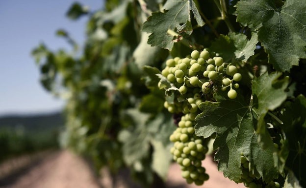 Las bodegas catalanas recurrirán la sentencia que permite al cava valenciano usar la denominación Requena