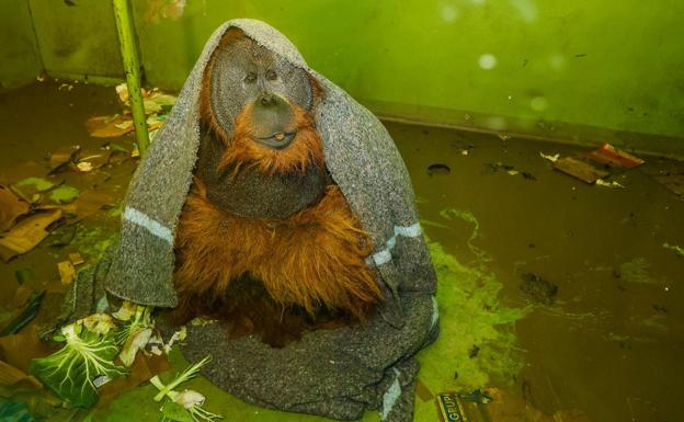 El orangután que se cubre con una manta para soportar el frío