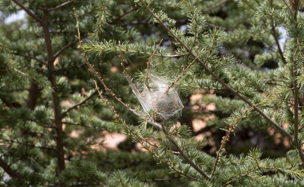 La presencia de procesionaria en los pinos se adelanta por las altas temperaturas de los últimos meses