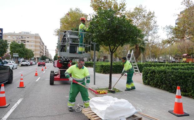 El Ayuntamiento busca un nuevo destino para las naranjas bordes de las calles de Valencia