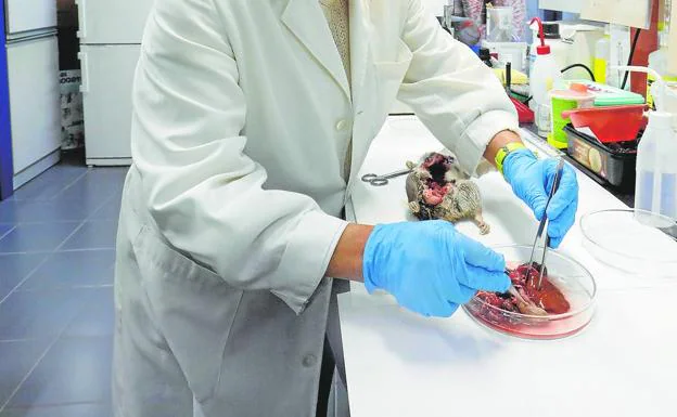 Investigan el contagio en caracoles del parásito de la meningitis de las ratas