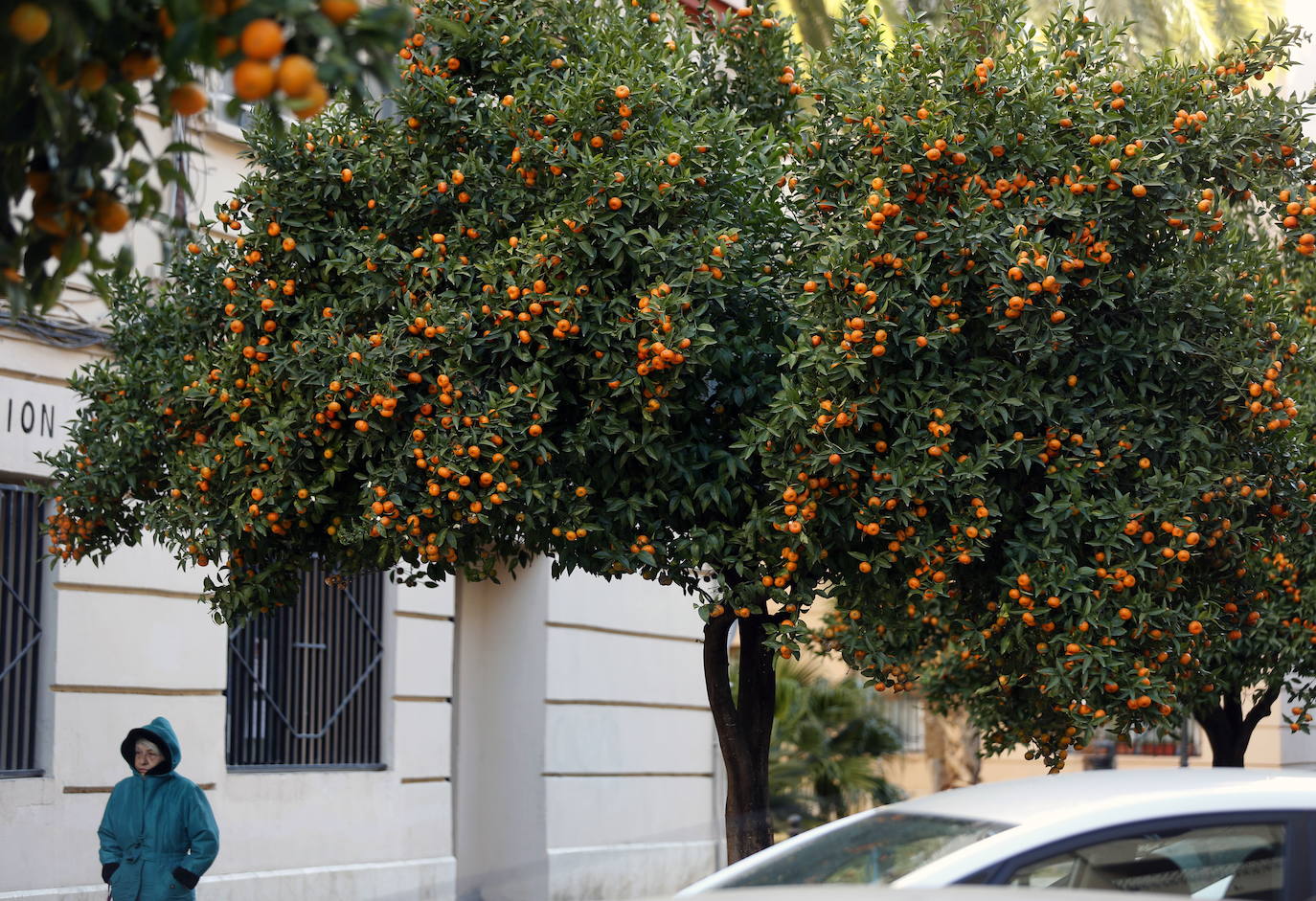 ¿Por qué no se pueden comer las naranjas de las calles de Valencia?