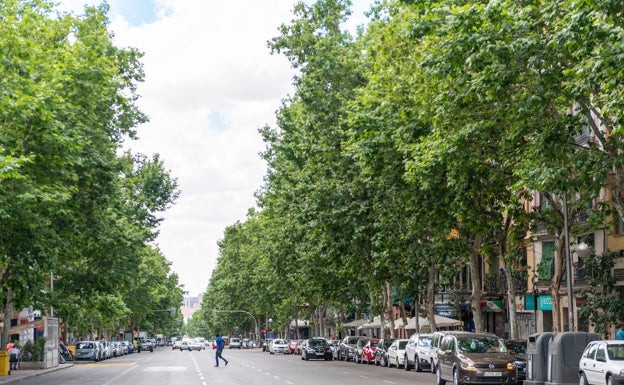 Los árboles delatan contaminantes del tráfico urbano que no se miden