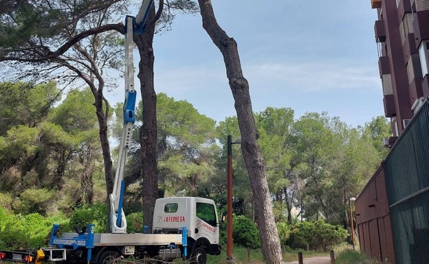 El Ayuntamiento de Valencia retira más de 480 toneladas de restos vegetales en la Devesa de El Saler