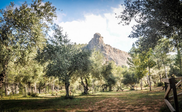 Batida de jabalíes en Xàtiva