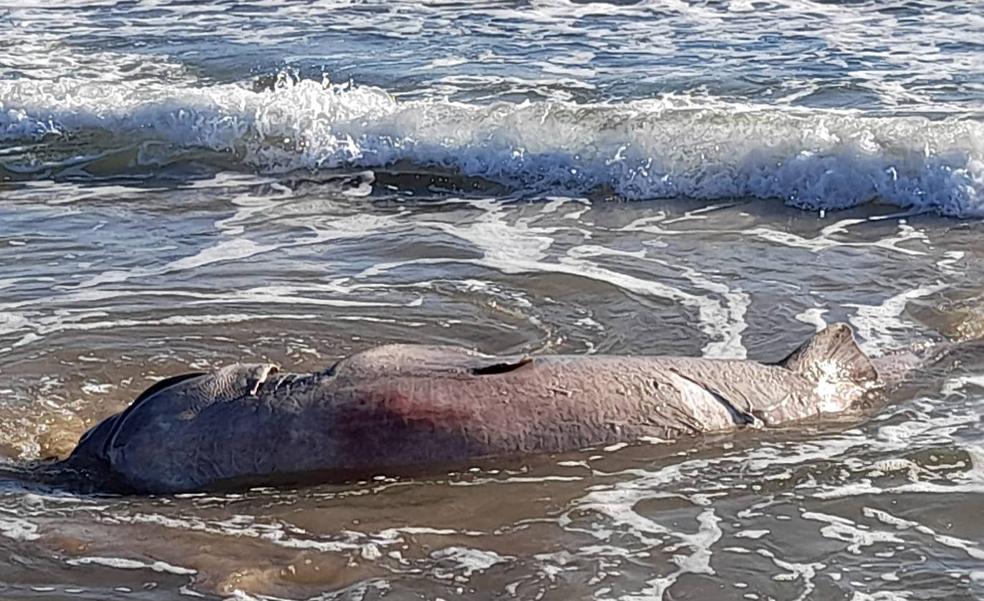 Susto en Torrevieja: Aparece muerto un tiburón de 500 kilos en una playa