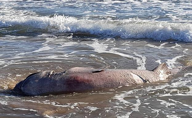 Susto en Torrevieja: Aparece muerto un tiburón de 500 kilos en una playa