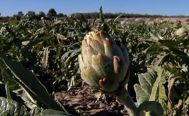 La 'helada negra' arruina la cosecha de alcachofa