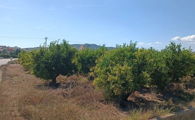 El pueblo que sigue confiando en las naranjas