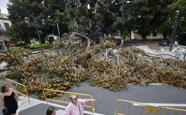 El acceso al ficus del Parterre, cerrado hasta primavera con una valla