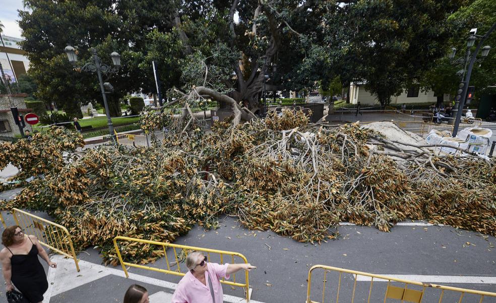 El acceso al ficus del Parterre, cerrado hasta primavera con una valla