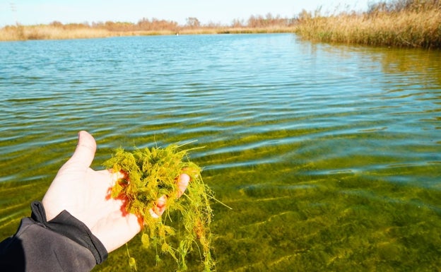 La nueva joya de la Albufera