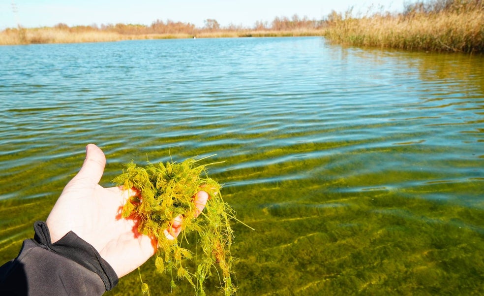 La nueva joya de la Albufera