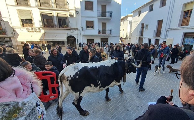 Las Fiestas de Sant Antoni de Bocairent y Moixent son declaradas de Interés Turístico Local