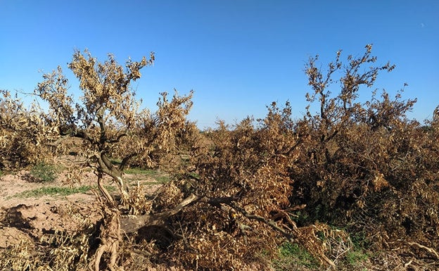 Una de cada tres hectáreas abandonadas en España está en la Comunitat Valenciana