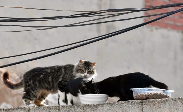 Aparecen 30 gatos muertos en Les Palmeres