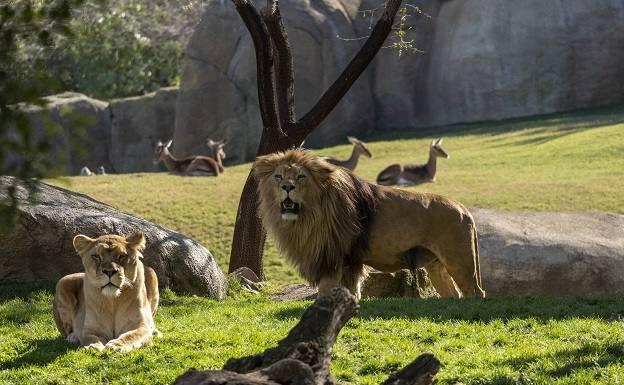 Bioparc cumple 15 años de amor por la naturaleza en Valencia