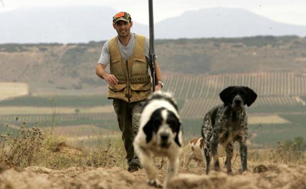 Este es el tiempo máximo que perros y gatos podrán estar solos en casa con la nueva ley de bienestar animal