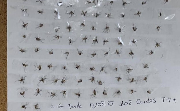 Mosquitos contra guardias civiles: una plaga de estos insectos azota el cuartel de Alfafar