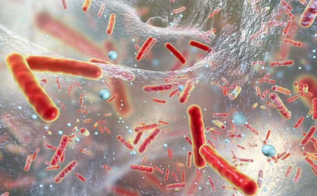 La bacteria que el Covid ha vuelto multirresistente y que provoca neumonía y sepsis