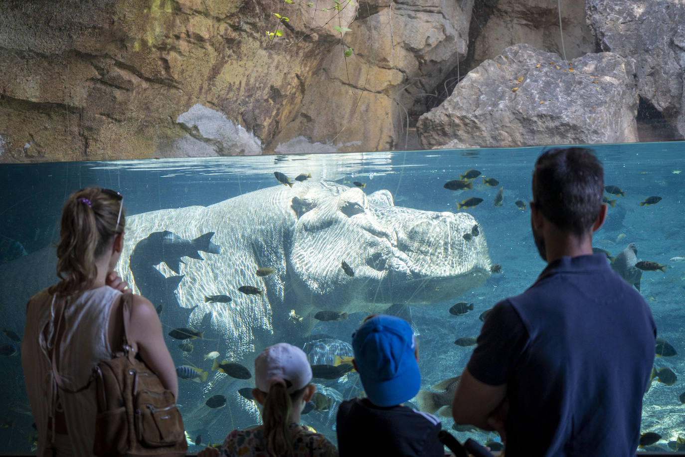 Así es la casa de los hipopótamos del Bioparc