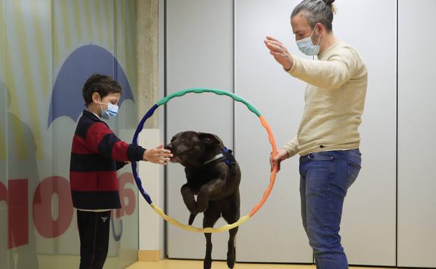 Ley de Bienestar Animal: cómo es el curso obligatorio para tener perro y dónde se realiza