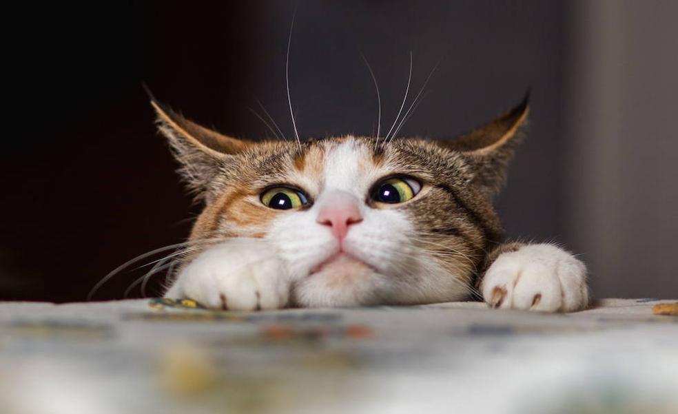 Las multas que trae la ley de bienestar animal: de 500 a 10.000 euros por dejar solo al gato más de tres días