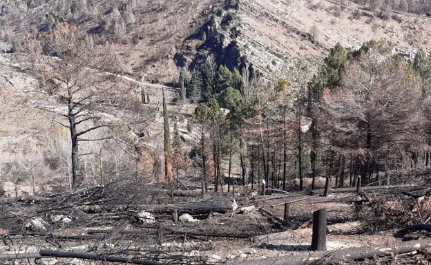 Varios colectivos exigen a Conselleria la paralización de la tala y extracción de la madera quemada en el incendio de Bejís