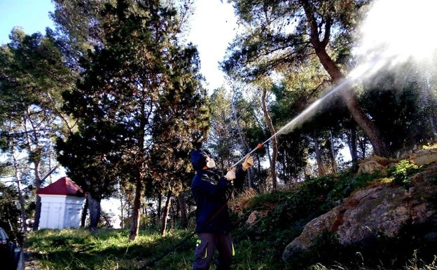 La procesionaria se adelanta este año con más virulencia en los montes valencianos