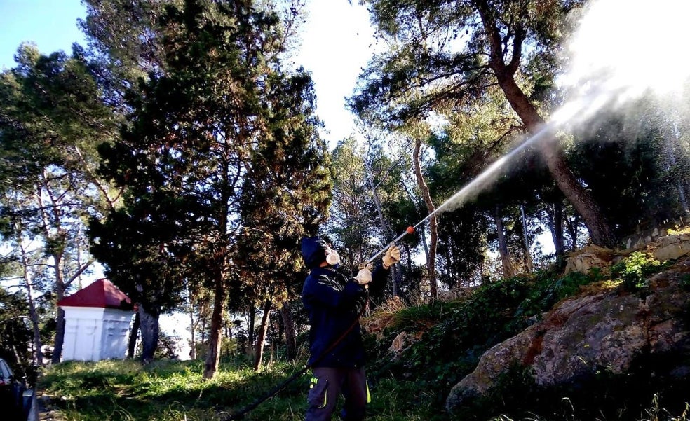 La procesionaria se adelanta este año con más virulencia en los montes valencianos