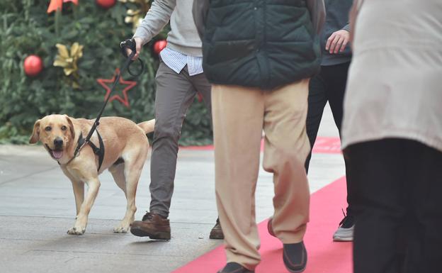 Estos son todos los collares de perro que prohibirá la nueva ley de bienestar animal