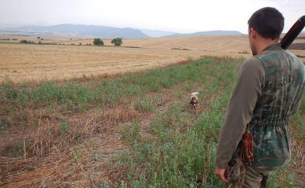 Los cazadores quieren cobrar por cazar para reducir la sobrepoblación de jabalíes